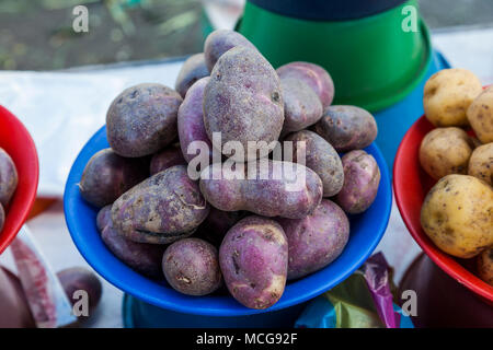 Partie de pomme de terre dans le marché andin, Equateur Banque D'Images