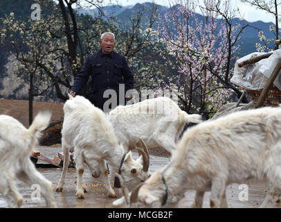 (180416) -- PINGSHUN, 16 avril 2018 (Xinhua) -- Wang Xiugen rss mouton à une Qingcaojie village de village de Pingshun Luya, comté de Changzhi Ville de North La province de Shanxi, le 13 avril 2018. Le dimanche matin, Wang et son épouse Xiugen paniers tous leurs bébés, déplacé hors de la vieille maison, dirigée à leur nouvelle maison au pied des montagnes Taihang. En raison de l'éloignement de la zone montagneuse, ils vivaient une vie difficile avec très peu de champs agricoles et de problèmes de non seulement le transport. La famille de Wang est parmi plus de 300 villageois vivant dans la région que l'ait Banque D'Images