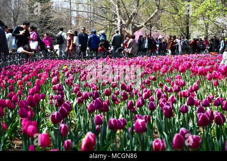 Qingdao, Chine, la province de Shandong. Apr 17, 2018. Les citoyens voient les tulipes au cours d'un événement de reconnaissance des fleurs à Zhongshan park à Qingdao, province de Shandong en Chine orientale, le 17 avril 2018. Crédit : Li Ziheng/Xinhua/Alamy Live News Banque D'Images