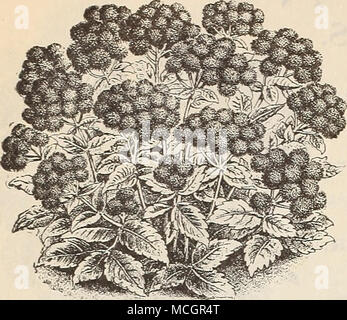 . Trois BEAUX BÉGONIAS de literie. Agérate Blue la perfection. Ce sont des variétés de Begonia semperflorens et prendre rang comme les plantes à massifs de géraniums et Coléus, faisant tout aussi bien en plein soleil, et dépassant les deux dans des positions en partie ou entièrement dans l'ombre. Fuilhermore, elles sont issues de graines aussi facilement que l'ordi- nary annuelles, et peut être lancé au début du printemps dans un sex-lit ou d'une fenêtre, et avons de belles plantes prêt à définir en mai, permettant ainsi de gagner tous les prix habituellement donné à la plus cariying de plantes à massifs. Ils sont d'une croissance solide, de plus en plus de 1 pieds de haut et de formage de bus dense Banque D'Images