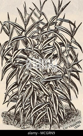 . Akundo Donax variegata. HARDY de graminées. Aruiltlo Donax. Un magnifique Hardy Grass et atteint une hauteur de 15 pieds, et la formation de touffes denses. 25 cts. Pour 1 $ chacune. Donax variegata. Une plante à feuilles caduques, varie- gated Bambou, feuillage vert et blanc crème ; 6 à 8 pieds de haut. 30 cts. chaque. BAMBUSA METAKE. Un japonais de parfaitement nardy bambou nain habitude, atteignant une hauteur de pas plus de 5 à 6 pieds. Le feuillage est d'un riche vert foncé et est retenu sur la plante dans un état frais presque tout l'hiver. Il fait un plus souhaitable plus de la frontière en relation avec le bosquet, o Banque D'Images