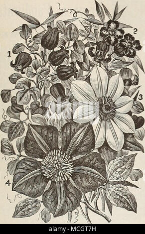 . I. Coccinea 2. Crispa. 3. Anderson Henryi. 4. Jackmanni. Clematis. L'attention portée cette classe de plantes par les producteurs a re- sulted dans la production de nombreuses variétés de charme de magnifiques fleurs de couleur superbe. Pour couvrir les murs, treillis ou d'une véranda, de vieux arbres ou des ruines, ou comme des spécimens sur la pelouse ou dans l'autre, ou pour le regroupement dans de grands lits sur la pelouse, ils ont à peine un pied, en tout cas pas supérieur. Alba Mag'na. Blanc pur, avec des anthères brun violacé. Anderson Henryi. Blanc crème, grand et beau. Comtesse LiOVelace. Lilas bleuté, en forme de rosette. Duchesse de Edinbu Banque D'Images