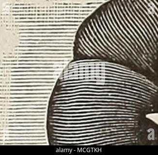 . PKIox Drummondi.- Les différentes variétés de cette fleur sont connus pour l'extrême richesse de couleur, profus, ness de Blossom, et la longueur de la durée de floraison. C'est l'une de nos plus belles plantes annuelles, et que ce soit en touffes ou masses, semble tout aussi beaux. Vivace ; 1J les pieds. Par PKT. 6330 Phlox Drummondi. Couleurs mélangées. Par oz. 50 cts 5 PHLOX DRUMMONDI GRANDIFLORA. L'amélioration des variétés à fleurs,arge. Une amélioration sur l'anciennes variétés à croissance plus compacte, et de grandes fleurs. 6331 0,10 6332 Blanc pur écarlate brillant 106333 lit 106334 Sang Carmin Bosy 106336 106349 à rayures pourpre Collec Banque D'Images