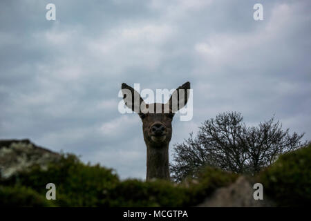Female deer (Cervus elaphus) portrait avec point de vue basse Banque D'Images