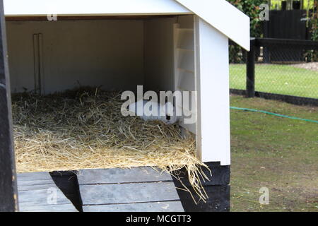 Les lapins fixant dans jardin dans Sculptureum Matakana en Nouvelle Zélande Banque D'Images