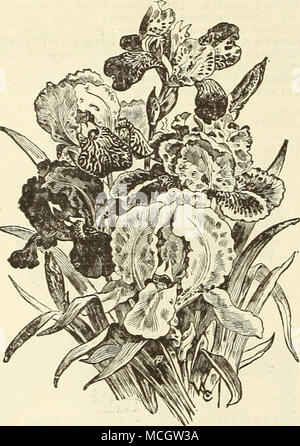 . Iris germanica. IRIS GERMANICA. Ces sont propres, robuste, hardy plantes début de plantes fleuries, avec de grandes fleurs ornementales de riches et ele- gantly couleurs mélangées de façon exquise, avec rayures violet foncé, ))urple, ou des lignes, sur une de bronze au sol plus léger. Elles se développent mieux dans des situations de faible, et peuvent être plantés en zone marécageuse ]&gt;lacets ou alternant avec de plus en plus faible de carex en marge des étangs à poissons. Barieiisis. Blanc, bordé de lilas. Comte de Sainte-claire. Blanc, violet à l'ombre. Florentin. Au crayon blanc, bleu. Ilericartiana. Le bleu clair. Honorabilis. Orange, pétales inférieurs Brown. Juliette. Whit Banque D'Images