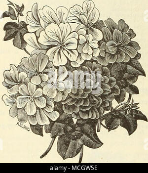 . Ivy raccord GEKA.siu.ms. Feuilles de lierre DOUBLE GÉRANIUMS. Cette classe d'Gerauiuius est particulièrement adaptée pour la culture en pot ou en retrait sur les treillis, ou comme plantes de pied en suspensions. Mensonge prophètes. Très grand et lumineux de couleur rose. Le comte de Choiseul. Cerise riche rose. Marchii Eden. Pourpre rosâtre. Eurydice. Mauve, rose rouge à l'ombre. Jeanne D'Arc. L'une des plus belles variétés en taille de fleur, parfaitement ; double blanc pur, la lumière tamisée de la lavande. Lia Rosière. Rose vif. 15 cts. Chaque ; 1,50 $ par douz. Géranium panaché. En tant qu'un ornement pour le salon ou la véranda, ou pour la litière, rien Banque D'Images