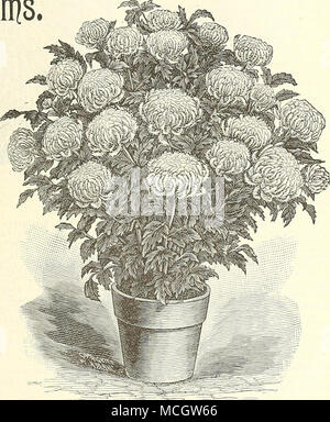 . Mme Alpheus Hardy. ANEMONE fleur, les chrysanthèmes. Geo. Du sable. Rouge avec centre d'or ; fine et libre. Dorotlie Sonveille Souv. de. Belle Lumière rougir. Timbale d'argent. Snowy White, l'un des plus beaux de tous les chrysanthèmes. Bessie Pitcher. Deep rose rose avec un centre plus clair. Thorpe Junior. Une très belle variété ; la couleur est un jaune d'or riche et pure ; les fleurs sont de grande taille, lisse et parfait dans la forme. 15 cts. Chaque ; ensemble de 5 variétés pour 60 cts. Banque D'Images