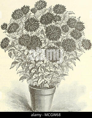 . " Leopard.'' Reine d'Angleterre. Blush, rayé rose, dans- courbé. Nouveau météore. Très lumineux de couleur jaune doré. Mme R. Elliott. Une amende )nièvre fleur jaune pétales ; long, étroit et légèrement retombant. Phoebus. Jaune de chrome pur, réfléchis pétales de sym- forme métrique et de grande taille. 30 cts. La perfection rose. Très grand rose vif. La princesse de Galles. Ptychomitre très fine rouge. Pierre jaune. Beau jaune. 15 cts. Chaque ; 1,50 $ la douzaine ; ensemble de 17 variétés, 2 $. POMPONE CHRYSANTHÈMES. Douglas noir. Grand et brillant crimson ; bon état. Bob. Crimson Fine. Cardia. Beau jaune. Compactum. Deli Banque D'Images