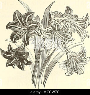 . AMARYLLIS. Belle floraison classiques, qui doivent trouver leur place dans chaque jardin. Ils vigueur facilement, et par le soin approprié peut être eu en fleurs pendant toute l'année. Aulica {Lily de th-e. Palace). Dark crimson, grande et fine. 1,50 $ chacun. Belladonna Major. Rose rose vif. 20 cts. chaque. Jacobcean Formosissima (Lily). Crimson, fleurit au début de l'été. Les fleurs ont un aspect plus grâces ful. 20 cts. ; $2.00 par douz. Les hybrides de vittata. Fond blanc, rayé de rouge. 1,00 $ chacun. Les hybrides de vittata. La masse de l'EED, rayé de blanc. 1,00 $ chacun. Fontaines. Très grande fleur d'un riche crims Banque D'Images