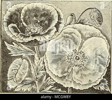 . Shirley coquelicot. Coquelicot. (Papaver.) Une plante facile à cultiver et vivace, avec de grandes fleurs de couleur brillante, de plus en plus librement dans toutes les gar- den, du sol et la production d'une amende en efi"ect de grosses masses ou lits mixtes â. Semer tôt dans le sjjring où ils demeurent, car ils portent la transplantation ; nnf 2 pieds. 6384 Shirley coquelicots. Charmiiig Ces coquelicots sont généralement seul ou semi-doubles. La gamme de couleurs, allant de blanc pur à travers les plus belles nuances de couleur rose pâle, rose carmin et la plus profonde de la pourpre, est si variée qu'à peine deux sont semblables, alors que beaucoup sont délicatement ed Banque D'Images