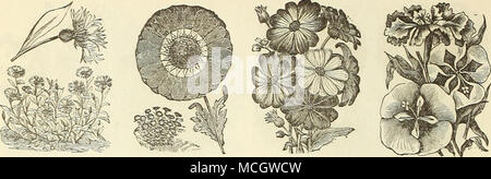 . Centaurea cyanus. Chrysanthème. CENTAUREA. Pour la literie fine, vases, pots et paniers à suspendre ; également très utilisées pour les marges. Semer la graine d'Decemuer à avril ; demi-hardy vivaces. Par PKT 5457 Gymnocarpa. Très gracieuse, fine, de couleur gris- feuillage ; u les pieds. Pour 1 000 graines, 50 10 cts 5454 Caudidissiiua. Argenté splendide, grandes feuilles coupées ; 1 pied. Pour 1 000 graines, 75 15 cts 5456 Cleineiitei. Un solide, de free-growmg plante, avec des couronnes de feuilles argentées, profondément frangé et couper ; 14 pieds. Pour 1000 grains, 75 10 cts 5462 {Cyanus fleurs de maïs blanc) 5 L'Empereur Guillaume de mutuelles. Bleu vif nain Banque D'Images