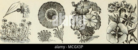 . Centaurea cyanus. Chrysanthemcm. CENTAUREA. Amende pour beddinsr, vases, pots et paniers à suspendre ; également très utilisées pour les marges. Semer la graine de décembre à avril ; demi-hardy vivaces. Par PKT 5457 Gymnocarpa. Très gracieuse, fine, feuillage gris argenté ; li- pieds. "Pour 1 000 graines, $1.00 15 5454 Ca'iididissima. Argenté splendide, grandes feuilles coupées ; 1 pied. Pour 1 000 graines, 1,00 $ 155456 Clementei. Robuste, une plante à croissance libre, avec des couronnes de feuilles argentées, profondément frangé et couper ; lifeet 155462 Cyanus {tout en fleur de maïs) 5 5463 L'Empereur Guillaume. Bleu vif nain 55460 Cyanus, M Banque D'Images