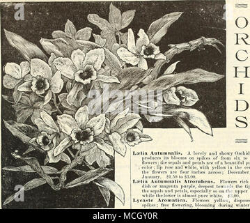 . DENDROBIUM NOBILE. Pour les orchidées de serre froide. Elles peuvent être cultivées en serre froide ou une fosse où la température ne chute pas en dessous de 38 ou 40°. L'époque de floraison est donné avec chaque variété. Bletia Tankervilliae. Une variété bien connue ; produire longs épis de grandes fleurs au cours de la wimer mois ; sépales et pétales rouge à lèvres brun, blanc, violet, jaune verdâtre et centre. $1.00 à $1-50. Cattleya citrina. Les fleurs sont d'un jaune citron lumineux, délicieusement parfumé, et sont produits à l'unité ou par paire, elle fleurit de mai à août, et dure trois ou quatre semaines. 82,00 Banque D'Images