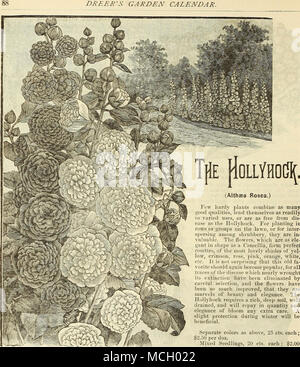 . POLLYHO^ TpE. Lit de roses trémières. IRIS GERMANICA. Ces sont propres, robuste, hardy plantes floraison précoce- ment les plantes, avec de grandes fleurs ornementales d'riche et ele- gantly couleurs mélangées de façon exquise, avec des rayures vio- let, violet, ou des lignes, sur une de bronze au sol plus léger. Ils prospèrent mieux ui, bas et peut être planté dans des endroits marécageux alternant avec de plus en plus faible des carex sur le mar- gins d'étangs du poisson. Bariensis,, blanc, bordé de lilas. Comte de Sainte-claire. Blanc, violet à l'ombre. Hericartiana. Le bleu clair. Honorabilis. Orange, pétales inférieurs Brown. Juliette. Le blanc, le violet, le bord de l'ombre Banque D'Images