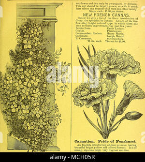 . Clematis Jackmanni ,/Uba. Sans exception c'est le meilleur hardy escalade : plante qui a été envoyé pour de nombreuses années. Il a toutes les caractéristiques d'Jackmanni, libre- ment et que la floraison vigoureuse. Les fleurs sont blanc presque pur et faire une belle revanche quand Jackmanni plantées à proximité. Il a été testé pendant trois ans et a toujours gagné faveur là où indiqué. Les plantes, forte de 1 $ chacune. dJfllflA ljW$i pE^FEfJT^. Une plus distinct et beau trier, compte im- mense laisse 12 à 18 pouces de large et de trois pieds de long, d'un bronze lumineux de couleur rouge. L'habitude de la plante est très robuste, en Banque D'Images