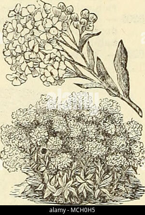 . Amfelopsis veitchi. Collections importées d'asters. 5179 A. Meilleur, en piquants de 18 variétés 1,00 $ 5189- '• » » 5199 10 60- TrufTaut Pseony la perfection, 12 Var. 1,00 5209- Victoria, 12 variétés 1,00 5219- Boltze Nain du bouquet, 12 variétés... 1,00 5229- Empereur géant, 12 variétés 1,00 5239- Grand flexible fleuri, 10 variétés 75 5249 - Cocardeau, ou couronne, 6 variétés 50 5259- Goliath, 6 variétés d'azalées 50. Belles plantes arbustives, couverts d'amasser de plus en plus, le meilleur dans un mélange de tourbe fibreuse, riche et du sable et sauvé de la voyante, une collection de fleurs aux couleurs différentes ; 3 Banque D'Images