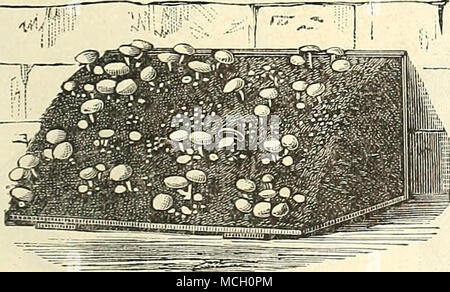 . MUSHHOOMS. Les champignons. Champignonbrot, Ger. Champignon, FK. Seta 6 Uuevus de Hongos, Sp. Les champignons peuvent être cultivés dans une cave sèche, sous les bancs d'une serre, ou dans des hangars, où la température peut être conservé de 50 à 60 degrés tout au long de l'hiver. Collecter des crottes de cheval frais sans paille, tournez-les sur trois ou quatre fois de se débarrasser de la chaleur, puis mélanger un tiers de la nouvelle terre à partir d'un ancien pâturage avec le prêt du fumier. Creuser un pied de profondeur de l'espace à con- tain le lit, mettre un engrais longue en bas, puis la préparation du fumier et de la terre, un peu à la fois, uniformément Banque D'Images