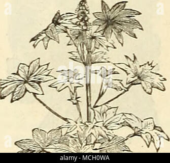 . SCABIOSA. L'huile de ricin Bean. 6455 P. Golden Gem. Une plante à massif précieux, produisant de grandes fleurs doubles blanches, qui con- tinuer en fleurs de mai à tué par le gel ; les feuilles sont plus lumineux que l'ancienne plume d'or ; amende pour lits-ruban si les tiges florales sont re- déplacé ; 2 pieds 106456- Roseum Flore Pleno. Une plante vivace herbacée vivace plante, fleurs doubles, beau- tiful couleurs, technique mixte ; 20 pieds lA PRIMULA VERIS. (En anglais.) eiirly coucou bleu attrayant s])ring, plantes à fleurs, utile pour la literie ; plante vivace ; 6 pouces. 6415 P. mixte. Toutes les couleurs les plus beaux 10 RICINUS. (Casto Banque D'Images