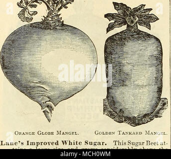 . Globe Orange Mangel. L'amélioration de voies de sucre blanc. Cette betterave à sucre à contient une grande taille, et s'agrandit considérablement au-dessus du sol ; pour l'alimentation. Cultivée en Europe pour son sucre. Pkt. 5 cts., oz. 10 cts., lb. 50 cts. Mammouth jaune doré. Ressemblant à la forme et la taille dans la chair ; Mammouth rouge, tiges de feuilles et la mi- côte d'or, les feuilles vellow chair riche en saccharine question. Pkt. 10 cts., oz'. 15 cts., lb. $1.00. Golden Tankard Mangel Wurzel. Dans une couleur jaune foncé tout au long. C'est une lourde cropper, et comme indispensable par les meilleurs producteurs laitiers. Pkt. 5 cts., oz. 10 cts., lb Banque D'Images