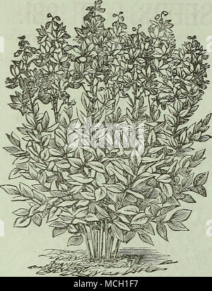 . DICTAMNU ; ;ella variété. Utilisation des fleurs doubles uniquement ; bien qu'il toujours pro- duces certaines plantes à fleurs simples ; hauteur, 4 pouces. Pkt., 25 cts. ' DELPHINIUM, Cashmerianum. Une nouvelle plante vivace Larkspur, produisant de très fines du moine bleu foncé-capot-comme des fleurs sur les tiges, de 15 pouces de haut, en corymbes, de six personnes ou plus. Pkt., 25 cts. DELPHINIUM, Ranunculiflora Nana (Ranunculus Nain fleur violet brunâtre Larkspur). Cette nouvelle variété se développe 15 pouces de haut, et forme un bouquet compact en forme de colonne, avec de nombreux épis de fleurs violet-brun brillant ; le sommet des pointes en cours de l'uniforme Banque D'Images