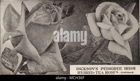 . Thérèse (1909). Une fleur semi-double, qui dans le bourgeon ou demi-fleur élargi est admiré par tout le monde. Dans l'état de bourgeon c'est un abricot-orange profond, passant d'un rose garance avec carmine d'ombrages ; comme la fleur de l'expansion, il devient chair veiné de rose-, enfin l'adoption de couleur rose. C'est très free-floraison et particulièrement joli en couleur à l'automne lorsque les nuits sont fraîches. Strong deux ans, plantes, 1,25 $ chacune ; 12,00 $ par douz. Nous communiquerons à l'ISO pour §25,00. Offre spéciale ! Le pedigree de DICKSON HYBRIDE IRLANDAIS =PLATEAU ROSES-suite. Vitesse de Walter (1909). Un magnifique Banque D'Images