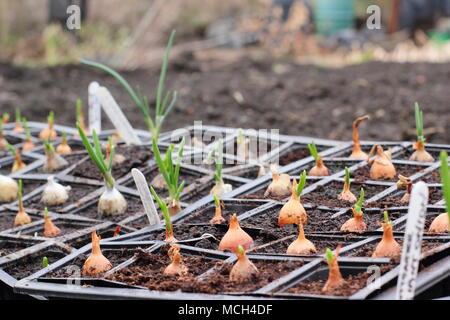 Les jeunes plantes semées à l'intérieur de l'oignon dans les bacs modulaires sont 'off' trempé à l'extérieur de l'avant de planter dans le sol au début du printemps, UK Banque D'Images