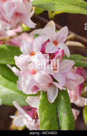 Postill Daphné bholua 'Jacqueline', la fin de l'hiver, la floraison arbuste très parfumées, UK Banque D'Images