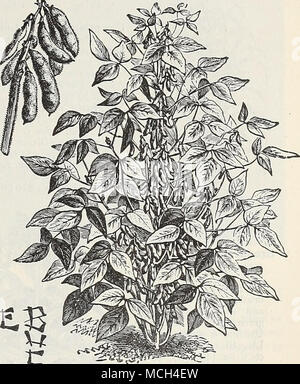 . Début de soja, ou des fèves de soja. Le SARRASIN. Sow vers le milieu de juin, diffusion, de 2 à 3 picore par acre. Le japonais. (Voir coupe.) Cette variété est plus tôt et plus prolifique et double le poids des rendements par acre d'autres sortes. Les grains sont près de deux fois plus importante que celles d'argent et de Hull, belle couleur. Cette variété est toujours en demande, les meuniers préférant à tous les autres sortes, qu'il fait les meilleurs de la farine. Peck, 40 cts., bu. (48 lbs.), L25. Le Riz sauvage [Zizania Aqi(atica). L'Zizana est précieux comme une attraction pour les oiseaux sauvages. Les semences doivent être présentés à l'automne dans les w Banque D'Images