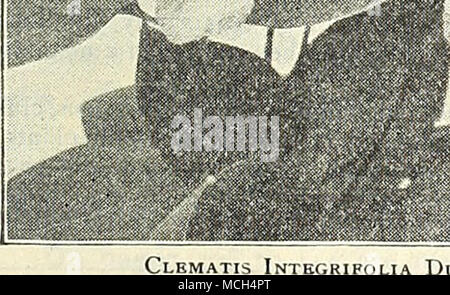 . CLIiMATIb lNTt(.Kit. Lilacina Floribunda. Bleu satiné. M. Koster. Carmine rose vif ; libre-floraison. rime. Baron Veillard. Light rose, lilas avec ombrage. Mme. Van tloutte. Blanc pur ; extra fine. Mme Bateman. Chocolat blanc, avec des anthères rouge. Standishi. Bleu lavande. La gemme. Bleu lavande profonde. Le Président. Violet bleuâtre lumineuse. 00 Par douz. Ensemble de 15 variétés, $500. Pour le nouveau rouge =Clematis fleurs voir nouveau et plantes rares, p.nges ]06 à 114. Nouvel HYBRIDE CI.EMATIS. Un tout nouveau et distinct type de Clematis, le résultat de croisements entre C. coccinea et star de l'Inde, combinin Banque D'Images