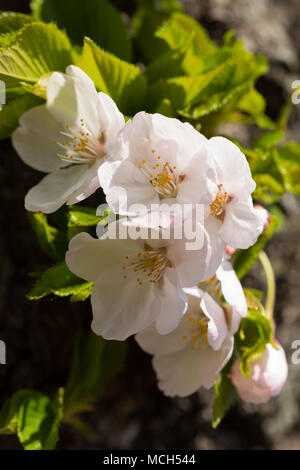 Washington, D.C., USA - Le 14 avril 2018, un groupe de fleurs de cerisier sur un tronc a photographié à la Tidal Basin à Washington DC Banque D'Images
