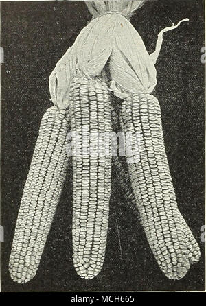 . Dent jaune Eureka le liège. Le MAÏS-GRAIN. Sow 8 qiiai-ts à l'acre, au début de mai. Eureka Yellow Dent. (Voir coupe.) Ce magnifique Début de maïs jaune denté est un lietween la grande dent jaune et comté de Chester le mammouth, les deux variétés bien connues. Elle mûrit tôt et est sûr de planter au nord jusqu'à Trenton, N. J., et produit d'immenses cultures. Les oreilles mesure à partir de 12 à 14 pouces de leu'Tth, et contiennent de l'est de 22 rangées de beaux grains jaunes. Cette variété produit 80 boisseaux à l'acre en 1904, à la ferme de l'auteur m New Jersey, et a fait des rendements encore plus que cela. Qt. Banque D'Images