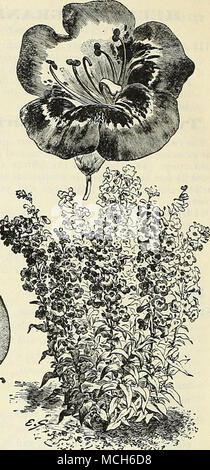 . Pentstemon Sensation. Shirley coquelicot. Rose pétunia Mokn. L'GOEDEN coquelicot. En 8716 cette nouveauté nous avons une disiinct pause dans les sortes. Le feuillage des plantes d'or dans le jeune état exactement identique à l'aureum pyrèthre bien connus, ou des plumes d'or, et sont assez ornamental dès le début. Après l'ihe fleurs sont produites, qui sont très différents des doubles et des tons rouges, l'effet est très nouveau. Les plantes poussent sur un pied de haut, et les fleurs sont lancées bien au-dessus du feuillage doré. Aussi facile à cultiver comme un simple coquelicot. 15 cts. par pkt. ; -1 pkts., 25 cts. De nouveaux hybrides ICEEAND Banque D'Images
