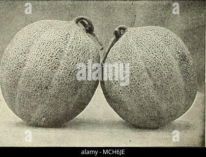 . Melon Netted Gem. Nos graines de melon est sauvé de bons Melons uniquement, et non pas de "restes" de cultures après les bons Melons ont été commercialisés. Nos variétés sont pur et vrai. Les producteurs auront intérêt à planter nos graines. Banque D'Images