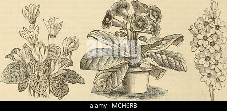 . CYCLAMEN. GLOXINIA. Ca.la.d.i:Lm-s. Cette classe de belles plantes feuillage panaché, chat et délicatement retracé avec différentes couleurs riches, et repéré avec élégance et marbrée, sont extrêmement beau lorsque seules ou mélangées avec d'autres plantes. En tant que plantes décoratives, elles sont, pour l'incomparable serre ou véranda dans les mois d'été. Ils ont besoin d'un sol humide, température chaude ; il faut prendre grand soin dans leurs premiers stades de croissance, pour éviter la pourriture des tubercules, l'amortissement ou la FTO. Les tubercules peuvent être mieux conservé au cours de l'hiver dans le charbon (convoitise dans une pièce chaude, et doit être Banque D'Images
