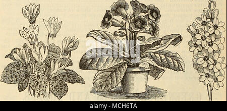. GLOXINIA CYCLAMEN. Cala-d.iia.rrLS. Cette classe de belles plantes feuillage panaché, chat et délicatement retracé avec différentes couleurs riches, et repéré avec élégance et marbrée, sont extrêmement beau lorsque seules ou mélangées avec d'autres plantes. En tant que plantes décoratives, elles sont, pour l'incomparable serre ou véranda dans les mois d'été. Ils ont besoin d'un sol humide, température chaude ; il faut prendre grand soin dans leurs premiers stades de croissance, pour éviter la pourriture des tubercules, ou l'amortissement. Les tubercules peuvent être mieux conservé au cours de l'hiver dans la poussière de charbon dans un wnrm prix, et doit être s Banque D'Images