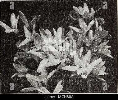 . Forsythia-Gospectabilis Forsythia Wen Bell® spectabilis. (M) a de très grandes fleurs jaune or com- plètement couvrant les tiges au début du printemps. {Suspensa pleurer Golden Bell). (T) voûte gracieuse willowy branches couvertes de clochettes d'or. L'une de ces : taille 3-4 pi., 60c chacune. L'Hydrangea Hydrangea arbustif-Hardy (M) grandifiora {l'Hydrangea arborescens boule).  % Un magnifiques- 100 arbustes indigènes hardy parfaitement, avec de grandes fleurs blanches de neige. Plus de valeur parce qu'il s'agit dans la fleur juste après l'adoption de la spring-arbustes à fleurs. Fleurit de début juin jusqu'à fin juillet. Size Banque D'Images
