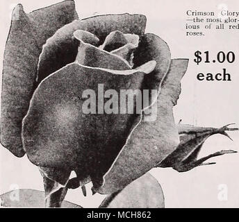 . Crimson Glory (Kordes, 1934). Plant Patent n° 105. Une rose très remarquable de croissance vigoureuse avec de superbes fleurs d'un rouge vif et profond, ombré de rouge profond et adouci par un doux velouté de pan. Belle bourgeons en forme d'urne. Délicieusement parfumé. SI.00 chaque ; 10,00 $ douz. Dickson se sont rendus pour Centennial (Alex. Dickson &AMP ; .Fils, 1937). Brevet no 223 de l'usine. Une nouvelle Rose de beauté sublime. Les fleurs pourpre brillant profond avec des nuances rouges ont un parfum exquis. Ils sont bien formés et transportés sur de longues tiges fines. Sl.OO chaque ; 10,00 $ douz. Eclipse (J. Nicolas H., 1936). Plant Patent n° 172. . P Banque D'Images