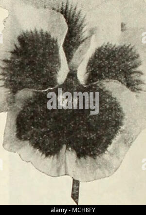. Dreer est parfait pensées ® La fin de l'été et au début de f.ill est de loin le meilleur moment pour commencer pensées dans un châssis froid ,.1"^ ou dans un lit à l'abri dans le jardin d'obtenir des plantes robustes qui fleuriront pro- fusely durant le printemps prochain. Couvrir la semence J de pouce de profondeur. L'exposition 3510 Dreer Royal mélange un mélange parfait d'une qualité inégalée dans la gamme de taille de floraison, la floraison, et vig- orous croissance compacte. Il contient la plus grande et la plus belle de toutes les pensées de l'existence. Sans égale dans tous les sens. Pkt. 50c ; une pkt. SI.'25 ; ; oz. S2.00. 3518 Dreer's De Luxe Suisse Mélange de géants. Banque D'Images