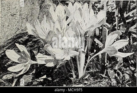 . Colchicum-meadow saffron Colchicum-Meadow Safran plante en plante au début de l'automne le grand bulbes en septembre et couvrir 5 à 6 pouces de profondeur avec de riches sols sableux. Ils fleuriront cet automne et faire le feuillage au printemps prochain. Très bien pour le jardin ou pour cultiver en soucoupes volantes sans eau. Après la floraison à l'intérieur transplanter les bulbes au jardin. 40-072 Autumnale Major. Crocus grand exquis-comme des fleurs d'une couleur lavande clair. Fleurit pendant le mois d'octobre. 40c, 3 pour chaque $1.10 ; 12 pour l'article 4.00. 40-070 Bornmuelleri. C'est le géant parmi la floraison d'automne Colchicum extra-roulement larg Banque D'Images