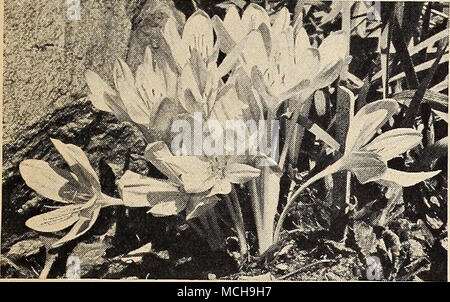 . Colchicum-meadow saffron Colchicum-Meadow Safran plante en plante au début de l'automne le grand bulbes en septembre et couvrir 5 à 6 pouces de profondeur avec de riches sols sableux. Ils fleuriront cet automne et faire le feuillage au printemps prochain. Très bien pour le jardin ou pour cultiver en soucoupes volantes sans eau. Après la floraison à l'intérieur transplanter les bulbes au jardin. 40-072 Autumnale Major. Crocus grand exquis-comme des fleurs d'une couleur lavande clair. Fleurit pendant le mois d'octobre. 40c chaque ; 3 pour Si.10 ; 12 pour 4,00 $. 40-070 Bornmuelleri. C'est le géant parmi la floraison d'automne Colchicum extra-roulement larg Banque D'Images