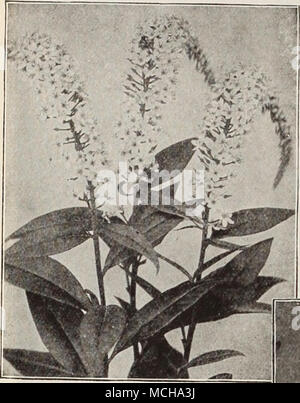 . Lysimachia clethroides Lychnis (Campion, lampe fleur, etc.) de la culture la plus facile, la prospérité dans tous les types de sols, et ce, en plus de leurs brillantes- ness a portés en faveur élevée avec les amateurs de plantes rustiques. Chalcedonica (Croix de Jérusalem). Une plante plus souhaitable, les chefs d'un orange-scarlet en juin et juillet ; se développe 2 à 3 pieds de haut. - Alba. Une forme à fleurs blanches de ci-dessus. Haageana. Un orange-Fleurs écarlates en mai et juin, 12 pouces. Viscaria splendens. Forme une touffe dense de feuillage persistant, et en juin envoie jusqu'épis de beau, double, rouge foncé, fleurs parfumées, 1 foo Banque D'Images