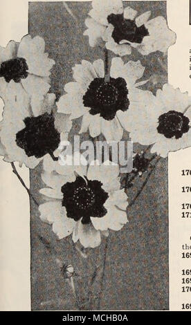 . Jardin d'une femme (Mme Hardy Ely). L'un des plus populaires et livres utiles pour l'amateur, magnifiquement illustrée. 2,00 $ par exemplaire, services postpayés. ) Calliopsis Tinctoria Splendens Calliopsis annuelle et voyantes belles libre-floraison de plantes annuelles, de la façon la plus facile de culture, porte bien dans n'importe quelle position ensoleillée, qui fleurit tout l'été et excellent pour la coupe et le regroupement. Il est préférable de les semer là où ils sont à fleurir, éclaircissage de 6 pouces à 12 pouces à part. En gardant l'ancien fleurs coupées de la saison de floraison peut être renforcé longueur jusqu'à la fin de l'automne. Nous vous proposons ci-dessous une sélection des meilleures d'un nain Banque D'Images