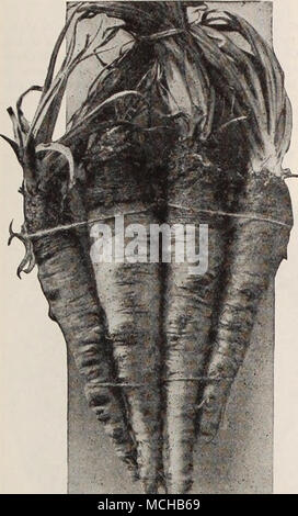 . Le salsifis Ostion végétal, Sp. Haferwurzel, Ger. Mammoth Sandwich Island Salsifis Salsifis, Fr. ou une once d'Huître végétale pour 50 pieds de forage. La culture- réussir mieux à la lumière, bien enrichi le sol moelleux. Semer tôt au printemps dans les exercices ont pouces, 1 pouce de profondeur et l'eau généreusement d'une fine pulvérisation ou aspersion, minces à 4 pouces dans les lignes. Utilisé le même que les carottes, ou, après avoir été bouillie, faire en gâteaux et fry comme les huîtres), elles ressemblent à de la saveur. Cultiver la même que les carottes ou panais, c'est hardy ; peut rester dans le sol tout l'hiver pour le début du printemps, mais l'utilisation doit être t Banque D'Images