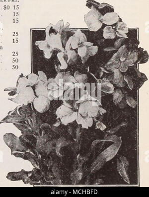 . Giroflée unique Guide de jardin. Indique à la façon de planifier, d'usine et de maintenir l'accueil. 1,00 $ l'exemplaire, postpayé Banque D'Images