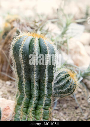 La photo en gros de cactus Banque D'Images