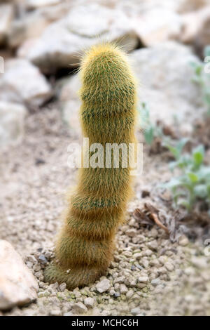 Gros plan d'un cactus cylindrique flou poussant dans un sol sablonneux. Les épines douces du cactus et sa texture unique Banque D'Images