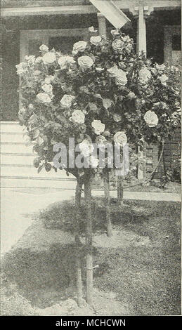 . Tree-Shaped Tree-Shaped roses roses Nous sommes heureux d'être à nouveau en mesure d'offrir un bel assortiment de ces plantes en vrai bon avec des tiges de 36 à 42 pouces de haut. Betty Uprichard Colombie-britannique Frau Karl Druschki le général MacArthur George C. Waud â Gruss un Hadley Jonkheer J. Teplitz L. Mock Kaiserin Augusta Victoria Killarney Killarney Double White Lady Alice Queen Lady Stanley dame d'Ashtown Ursula Los Angeles Mme Aaron Ward Magna Charta Mme. Mme papillon. Caroline Testout Mme. Edouard Herriot Mme Henry Morse Radiance Radiance Rouge Ophelia Souv. de Claudius Pernet Souv. de Georges Pernet Souv. de H. A. Banque D'Images