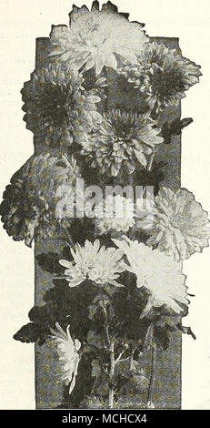 . Chrysanthèmes Pompon à floraison précoce 12 sortes d'une sélection de variétés à floraison précoce qui englobe une gamme complète de couleurs, qui dans la latitude de Philadelphie peut s'y fier pour perfectionner leurs fleurs avant octobre 15th. Belle Mauve. Blush rose. Chrysolora. Un bon gros début de jaune. Parisianne frais. Grand, vieux rose profond. Helios. Brun marron. Idolf. Une jolie teinte de rose-saumon. La Garonne. Rose unique et attrayant et buff. Marie Dupont. De très grandes, à floraison blanc pur. Mme H. Harrison. Moyennes rose tendre, très libre. Petite Louise. Grande rose-rose. Provence. Pi pâle Banque D'Images