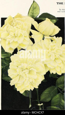 . Nouveau Hardy rosier grimpant, Primrose Emily Gray. En cela, nous avons une véritable escalade jaune rose. Les bourgeons sont longues et pointues, de forme splendide : dans une belle lumière de couleur jaune-orange, le passage à l'orange pâle comme ils l'expansion ; elles sont portées sur des tiges raides de longueur suffisante pour la coupe, ces tiges sont d'une couleur rouge-pourpre qui, avec le vert foncé brillant anormalement, Holly-comme le feuillage, ajoute un charme pour les fleurs. Il a besoin de protection au nord de Phila- delphia. Jacotte. Crevettes couleur rose ou saumon-orange lumière dorée à l'ombre jaune à la base ; fleurs pleinement 2 pouces de diamètre, de- ligh Banque D'Images